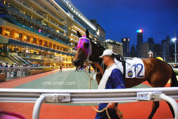 Competing Horses Parading At The Parade Ring @ Happy Valley Racecourse, Hong Kong